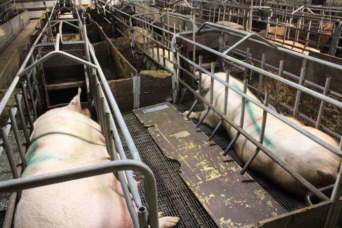 Farrowing crates at Wasleys Tailem Bend Piggery SA