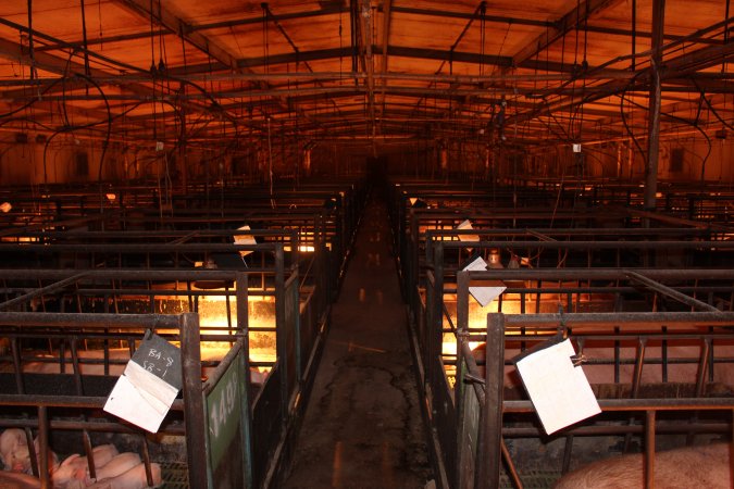 Looking down aisle of farrowing shed