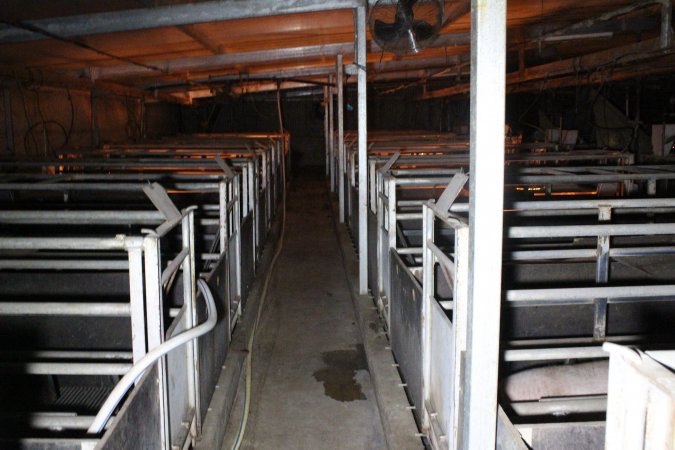 Farrowing crates at Deni Piggery NSW