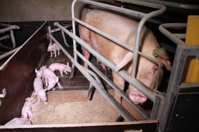 Farrowing crates at Girgarre Piggery VIC
