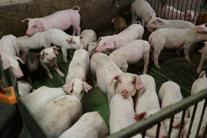 Weaner piglets