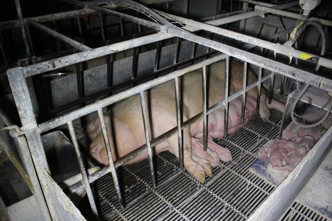 Farrowing crates at Huntly Piggery NSW