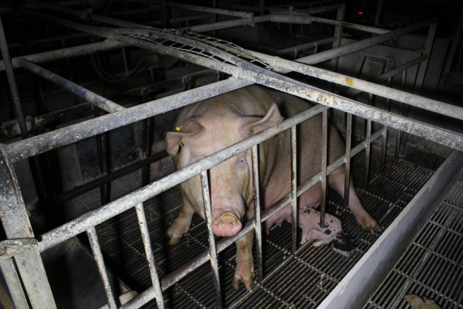 Farrowing crates at Huntly Piggery NSW