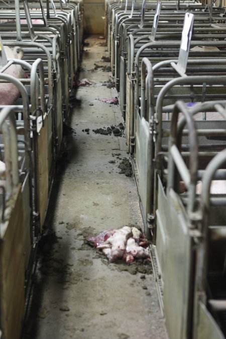 Farrowing crates at Nambeelup Piggery WA