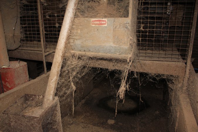 Farrowing crates at Willawa Piggery NSW