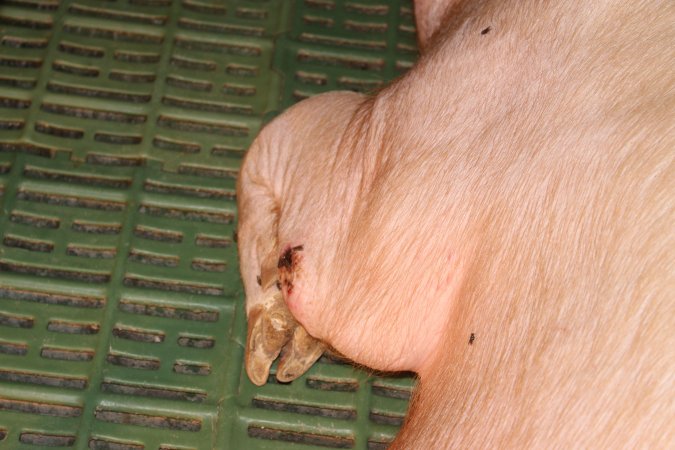 Farrowing crates at Bungowannah Piggery NSW