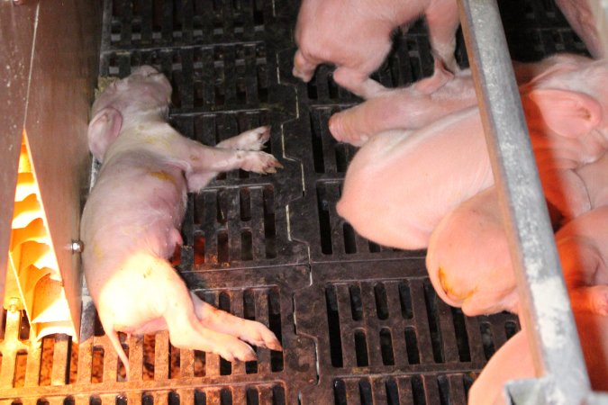 Farrowing crates at Sheaoak Piggery SA