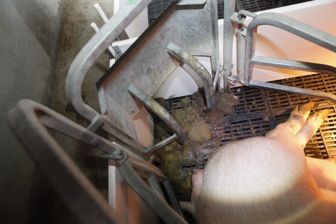 Farrowing crates at Mindarra Piggery WA