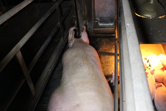 Farrowing crates at Deni Piggery NSW