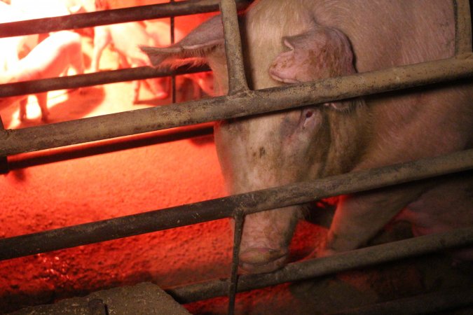 Farrowing crates at Korunye Park Piggery SA