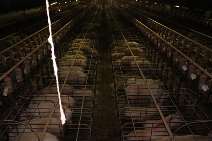 Wide view of huge sow stall shed from above