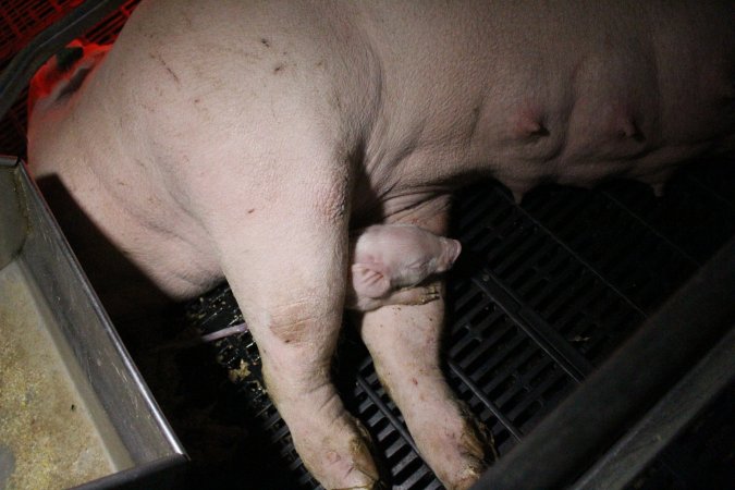 Farrowing crates at Sheaoak Piggery SA