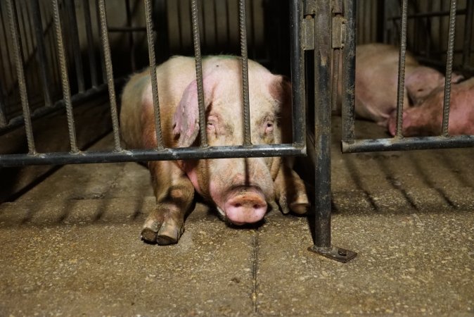 Boars in boar stalls