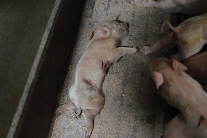 Farrowing crates at Nambeelup Piggery WA