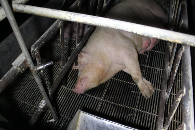 Farrowing crates at Huntly Piggery NSW