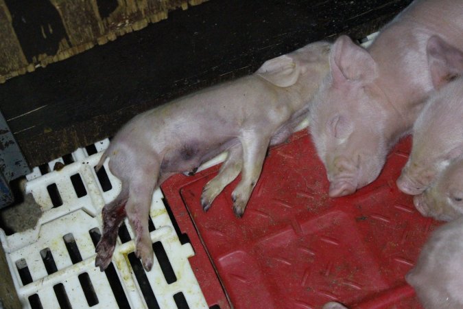 Farrowing crates at Dublin Piggery SA