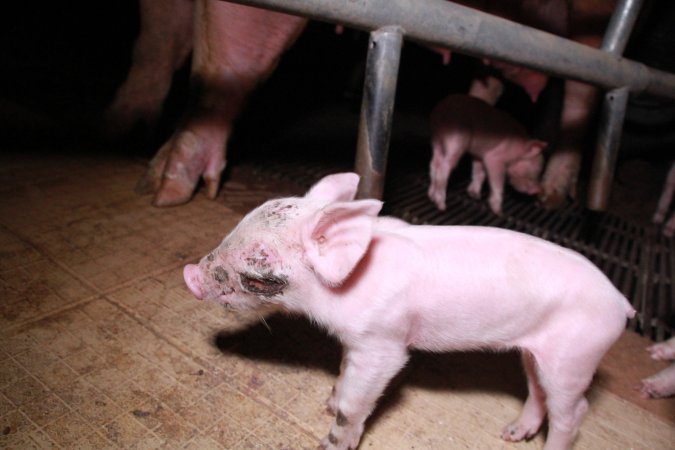 Piglet with facial wound