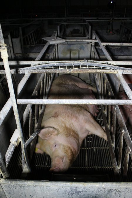 Farrowing crates at Huntly Piggery NSW