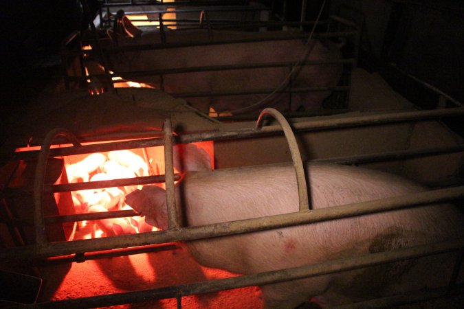 Farrowing crates at Korunye Park Piggery SA