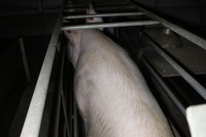 Farrowing crates at Deni Piggery NSW