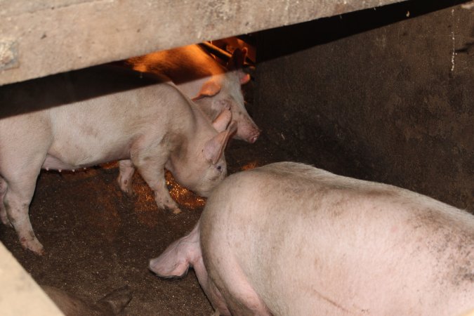 Grower pens underneath farrowing crates