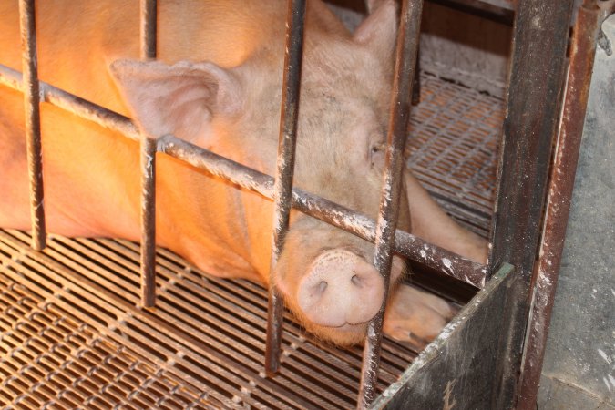 Farrowing crates at St Arnaud Piggery VIC