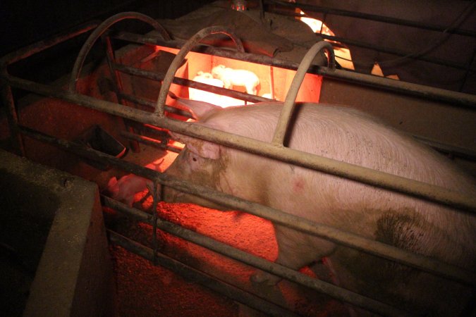 Farrowing crates at Korunye Park Piggery SA