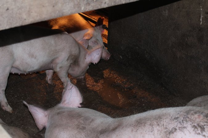 Grower pens underneath farrowing crates