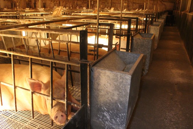 Farrowing crates at St Arnaud Piggery VIC