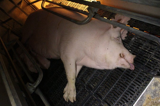 Farrowing crates at Sheaoak Piggery SA