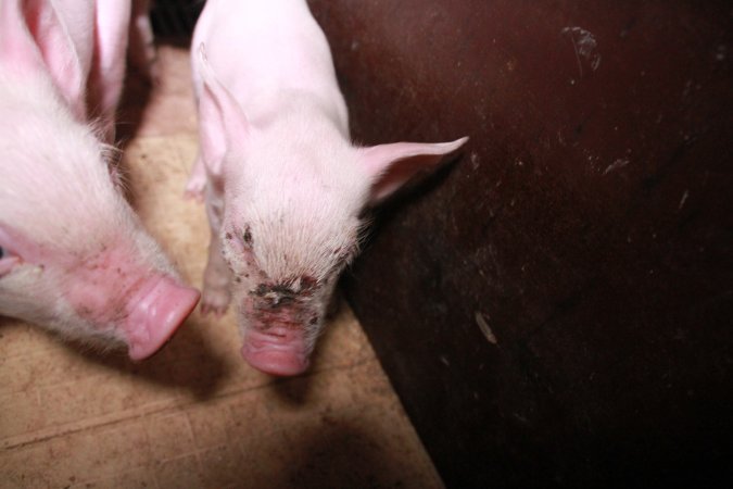 Piglet with facial wound