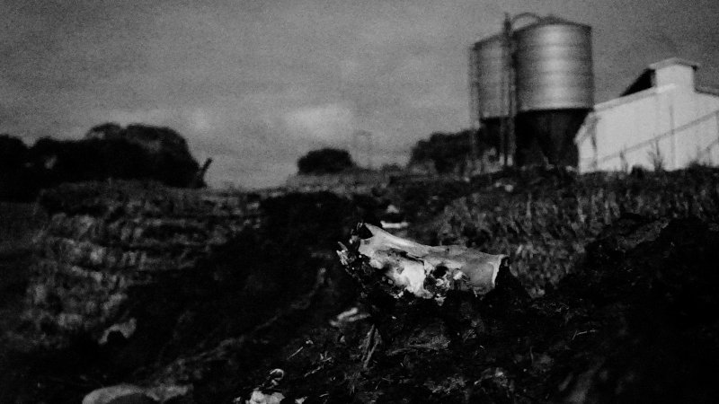 Skull on dead pile, shed in background