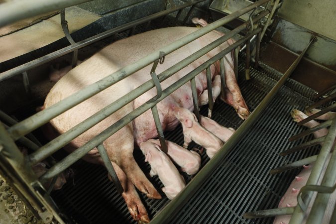 Farrowing crates at Nambeelup Piggery WA