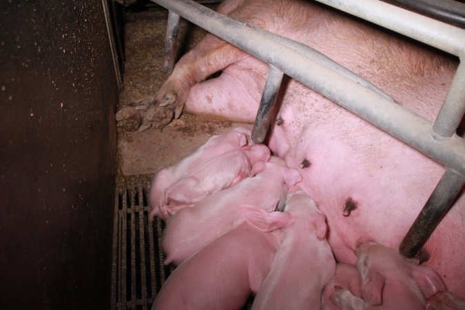 Farrowing crates at Girgarre Piggery VIC