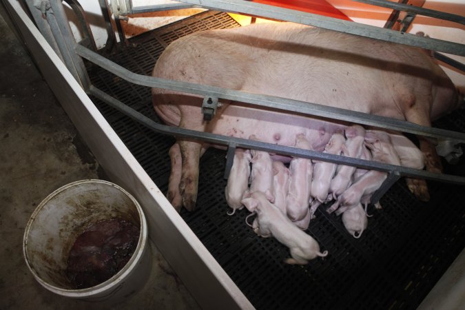 Farrowing crates at Mindarra Piggery WA