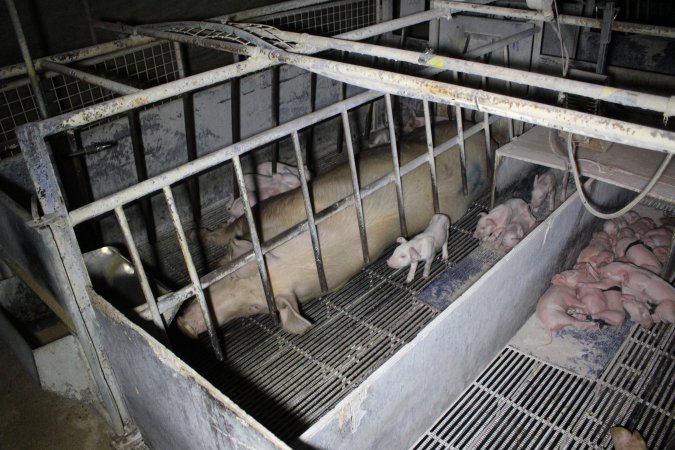 Farrowing crates at Huntly Piggery NSW