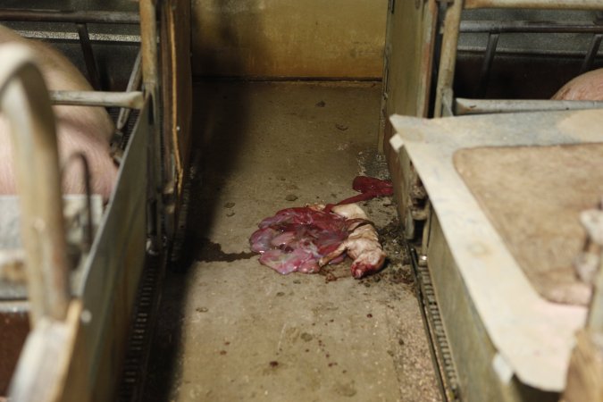 Farrowing crates at Nambeelup Piggery WA