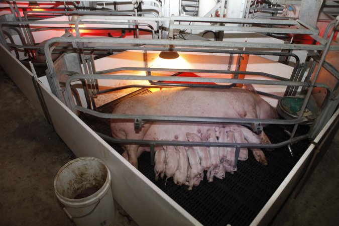 Farrowing crates at Mindarra Piggery WA