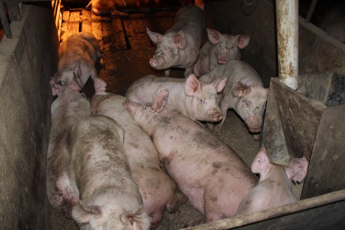 Grower pens underneath farrowing crates