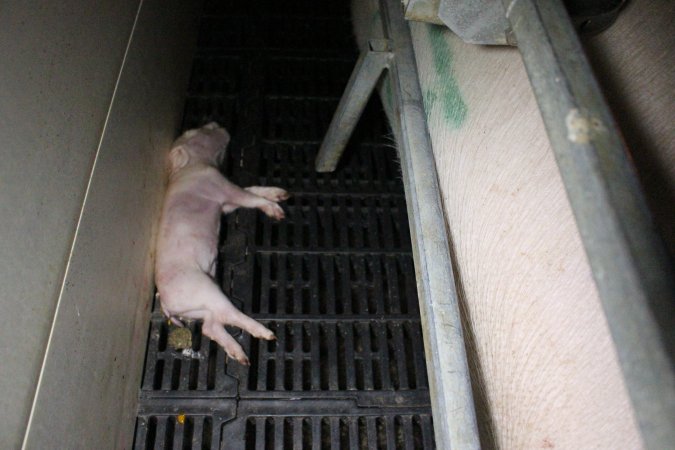 Farrowing crates at Sheaoak Piggery SA