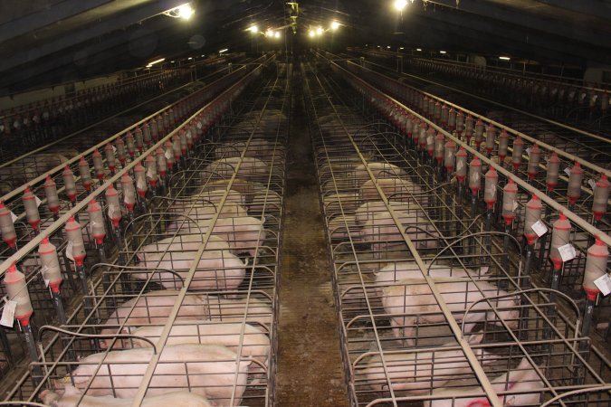 Wide view of huge sow stall shed from above