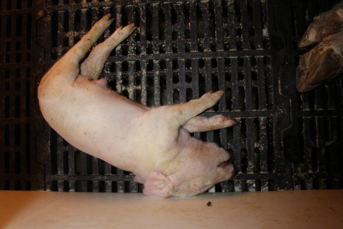 Farrowing crates at Sheaoak Piggery SA