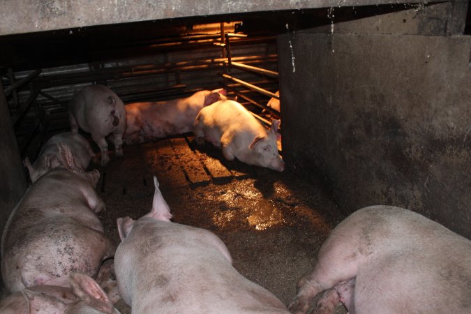 Grower pens underneath farrowing crates