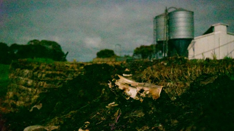 Skull on dead pile, shed in background