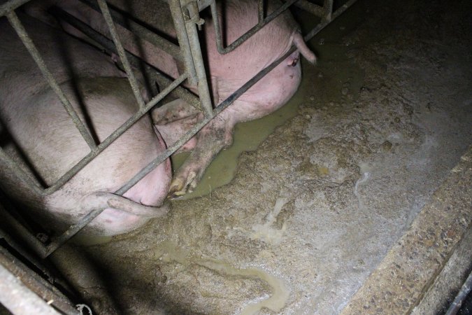 Sows in sow stalls living in thick excrement