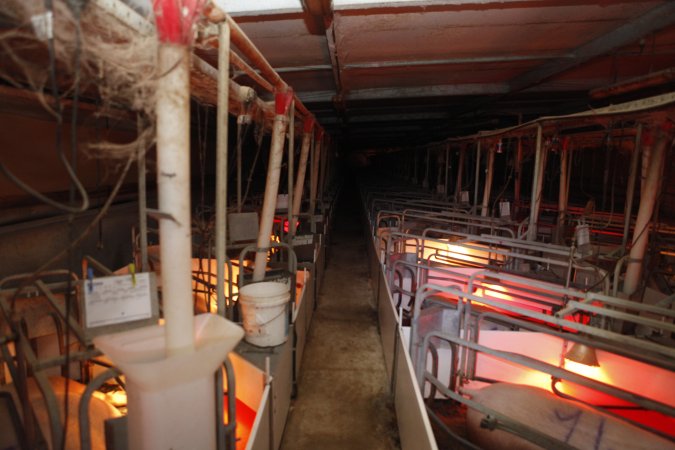 Looking down aisle of farrowing shed