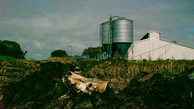 Skull on dead pile, shed in background