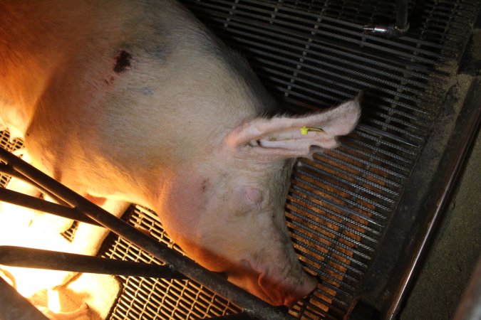 Farrowing crates at St Arnaud Piggery VIC