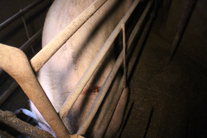 Farrowing crates at Korunye Park Piggery SA