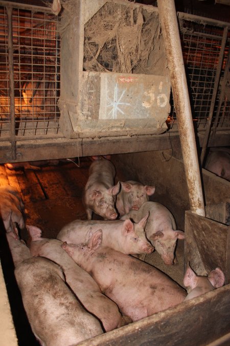 Grower pens underneath farrowing crates